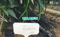 第十届广州市蔬菜新品种展示会广州阳兴种苗辣椒系列之线椒（一）