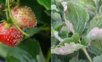 果树病虫害之草莓病害识别与防治