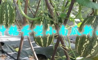 蒂亚诺小南瓜-一种鹅蛋型小南瓜新品种