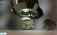【原创文章】BBC纪录片分享：昆虫解剖（Insect Dissection: How Insects Work）