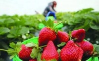 果树病虫害之草莓虫害识别与防治