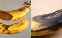 果树病虫害之香蕉病虫害识别与防治