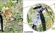 网传“输液”黄瓜并非打激素,而是不靠谱的肥料广告!