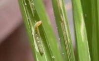 粮食作物病虫害之水稻虫害识别与防治