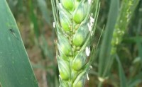粮食作物病虫害之小麦虫害识别与防治