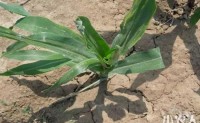 粮食作物病虫害之玉米病害识别与防治