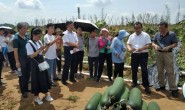 【原创文章】广东农科院助力三水冬瓜产业发展